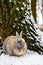 Eastern Cottontails Rabbit Sitting on Snow in Winter, Closeup Portrait