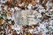 Eastern Cottontails Rabbit Sitting on Snow in Winter, Closeup Portrait