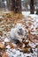 Eastern Cottontails Rabbit Sitting on Snow in Winter, Closeup Portrait