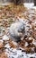 Eastern Cottontails Rabbit Sitting on Snow in Winter, Closeup Portrait