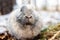 Eastern Cottontails Rabbit Sitting on Snow in Winter, Closeup Portrait