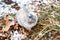 Eastern Cottontails Rabbit Sitting on Snow in Winter, Closeup Portrait