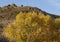 Eastern Cottonwood trees in front of rocky canyon wall near Fort Davis, Texas.