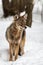 Eastern coyote Canis latrans standing in snow