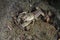 Eastern crayfish