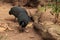 Eastern crested guineafowl called Guttera pucherani