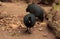 Eastern crested guineafowl called Guttera pucherani