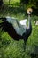 Eastern crowned crane in a Russian zoo.