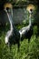 Eastern crowned crane in a Russian zoo.