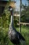 Eastern crowned crane in a Russian zoo.