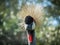 Eastern crowned crane in a Russian zoo.