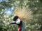 Eastern crowned crane in a Russian zoo.