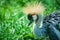 Eastern crowned crane in a Russian zoo.