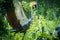 Eastern crowned crane in a Russian zoo.