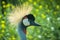 Eastern crowned crane in a Russian zoo.