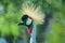 Eastern crowned crane in a Russian zoo.