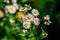 Eastern daisy fleabane Erigeron annuus
