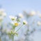 Eastern daisy flower