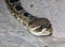 Eastern diamond backed rattlesnake