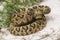 Eastern Diamondback Rattlesnake