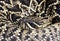 Eastern Diamondback Rattlesnake