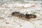 Eastern Diamondback Rattlesnake Crotalus adamenteus