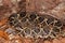 Eastern Diamondback Rattlesnake Crotalus adamenteus