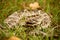 A Eastern Diamondback Rattlesnake Strikepose