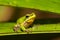 Eastern Dwarf Tree Frog