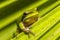 Eastern Dwarf Tree Frog