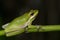 Eastern dwarf tree frog (Litoria fallax)