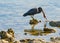 Eastern egret, grey morph version standing on coral with dead baby bird