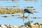 Eastern egret, grey morph version standing on coral with dead baby bird