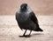 The Eastern Eurasian Jackdaw