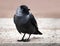 Eastern Eurasian Jackdaw