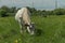 Eastern Europe Russia country side outskirts environment space rustic pasture with cows