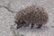 Eastern European Hedgehog