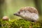 Eastern European Hedgehog