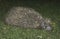 Eastern European Hedgehog on a Flower Strewn Lawn