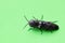 Eastern-Eyed Click Beetle on a green background.