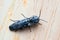 Eastern-Eyed Click Beetle on wooden background.