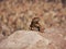 Eastern fence lizard keeps fierce watch over the rim of a stone