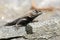 Eastern Fence Swift Lizard on a Rock in Georgia USA