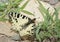 Eastern Festoon Butterfly