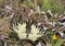 Eastern Festoon Butterfly