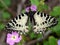 Eastern Festoon butterfly on a flower