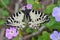 Eastern Festoon butterfly on a flower