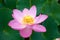 The Eastern flower Lotus will open