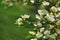 Eastern Flowering Dogwood - Cornus florida