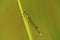 Eastern Forktail Damselfly   44415